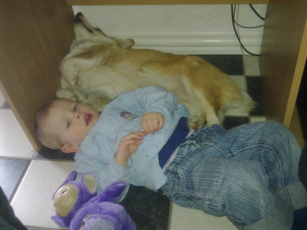 Welsh corgi pembroke jackie billede 8