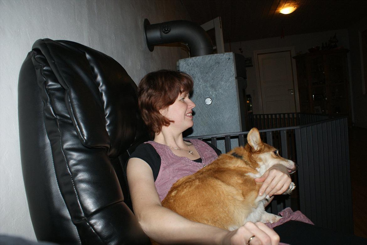 Welsh corgi pembroke jackie billede 9