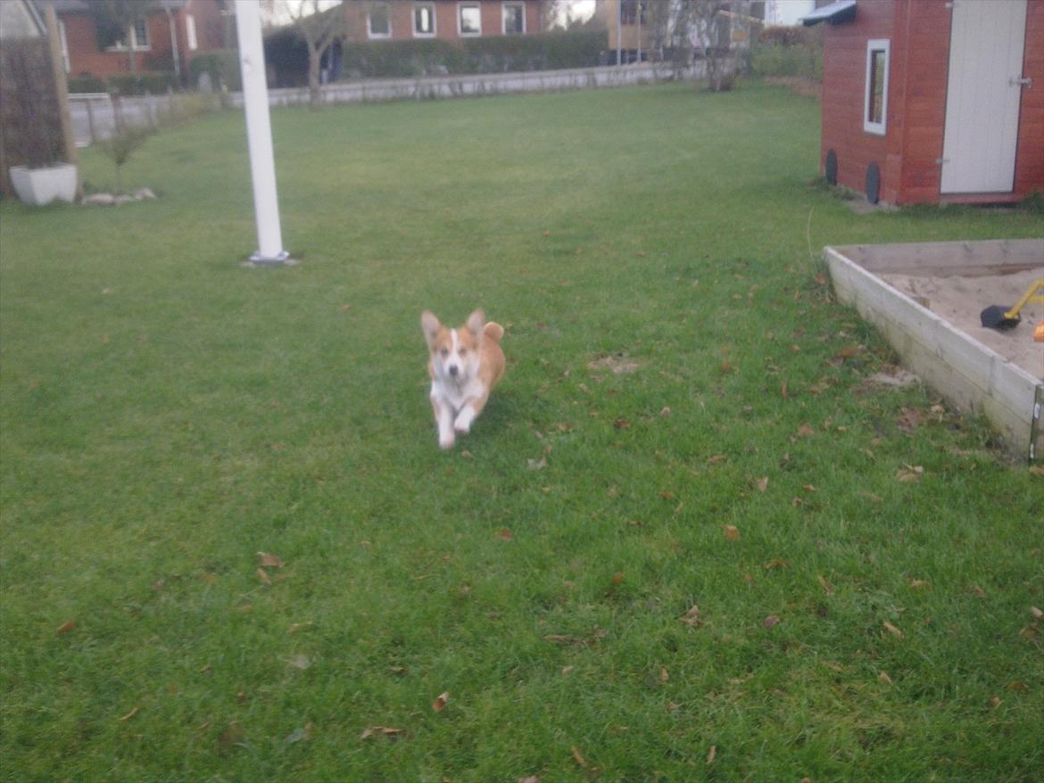 Welsh corgi pembroke jackie billede 10