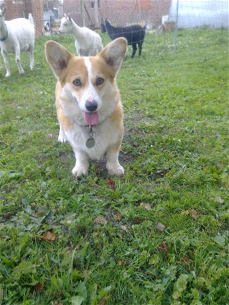 Welsh corgi pembroke jackie billede 11