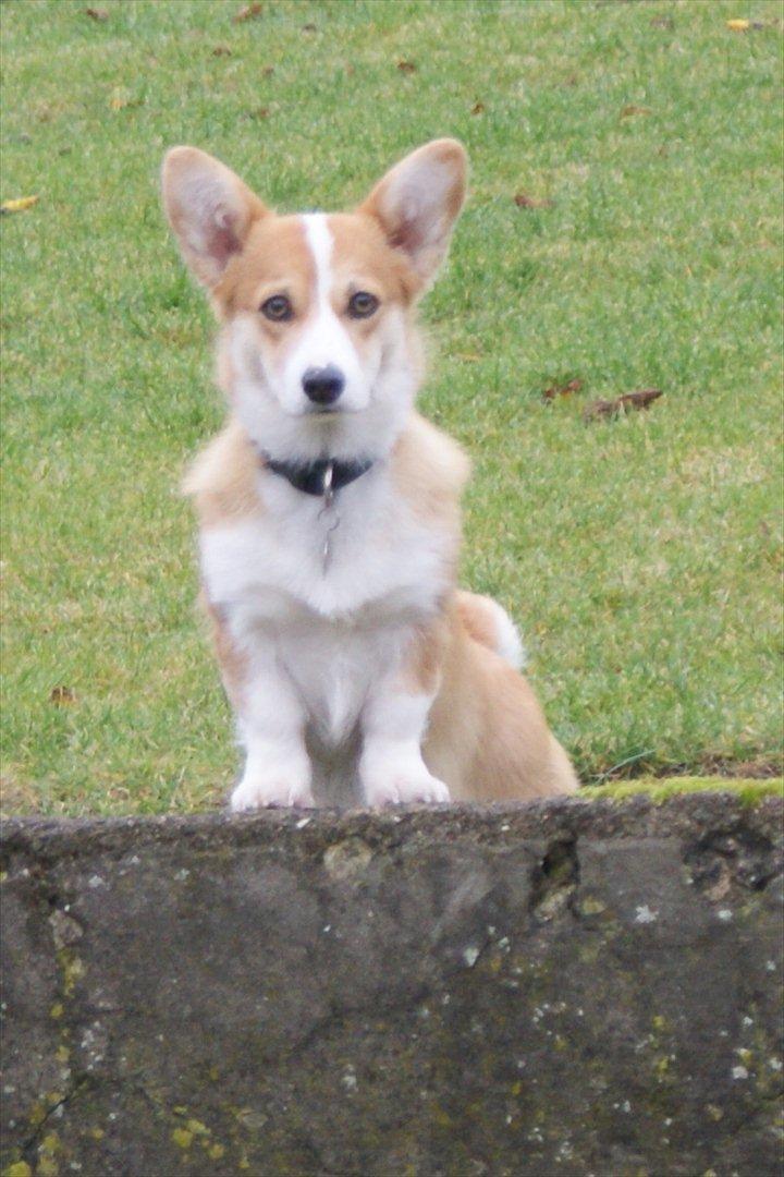 Welsh corgi pembroke jackie billede 12