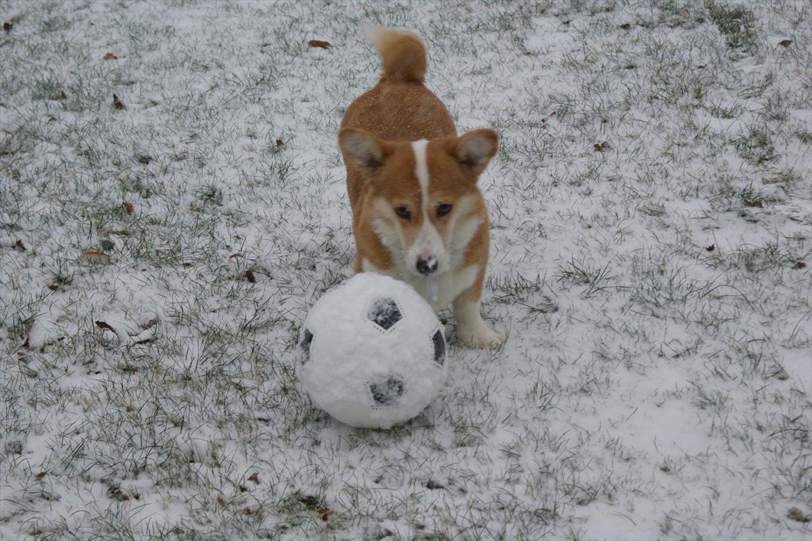 Welsh corgi pembroke jackie billede 13