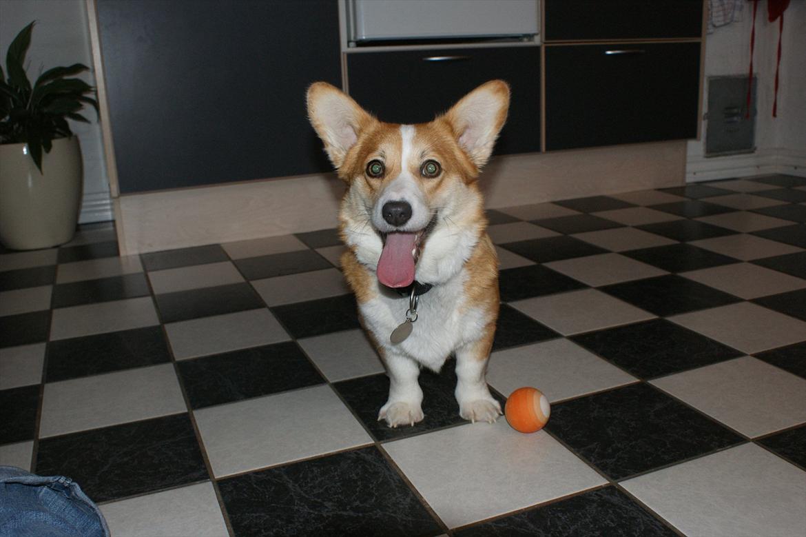 Welsh corgi pembroke jackie billede 14