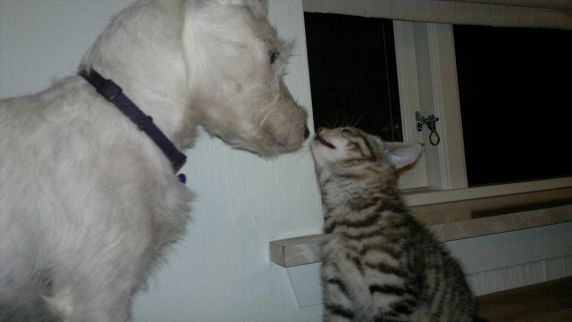 Jack russell terrier Kokos billede 2