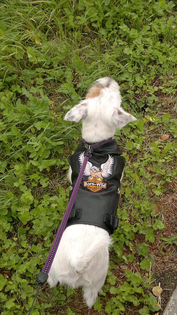 Jack russell terrier Kokos billede 3