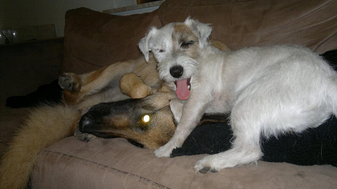 Jack russell terrier Kokos billede 4