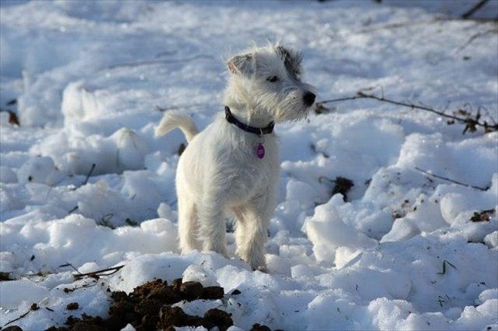 Jack russell terrier Kokos billede 5