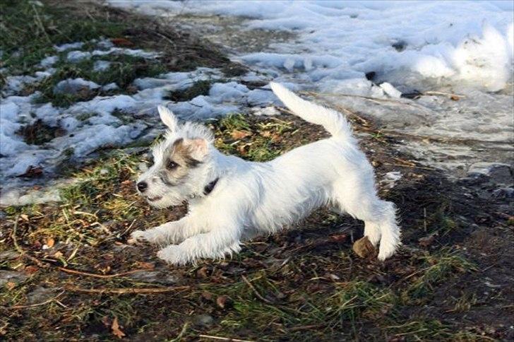 Jack russell terrier Kokos billede 6