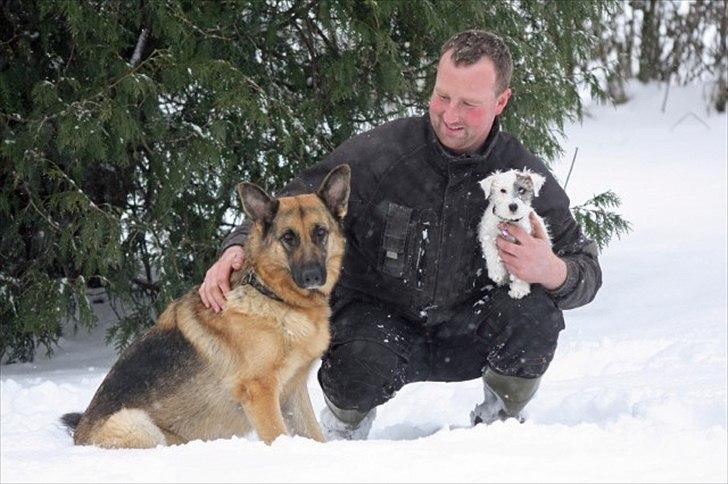 Jack russell terrier Kokos billede 7