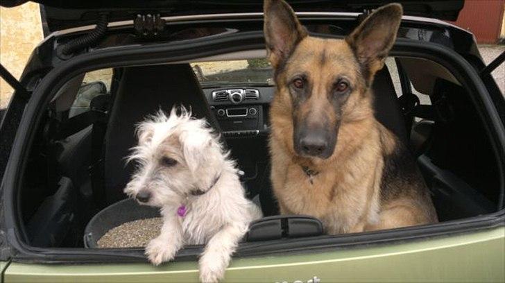 Jack russell terrier Kokos billede 8