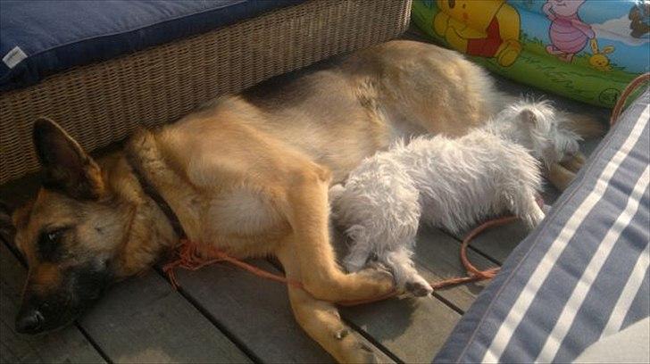 Jack russell terrier Kokos billede 9