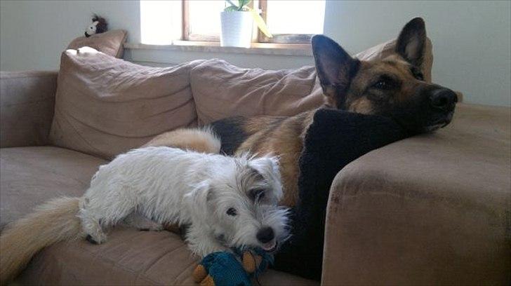 Jack russell terrier Kokos billede 10