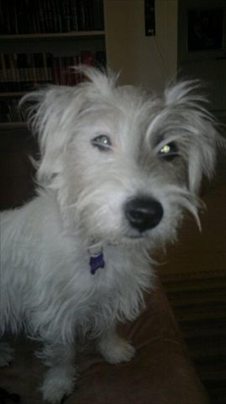 Jack russell terrier Kokos billede 11