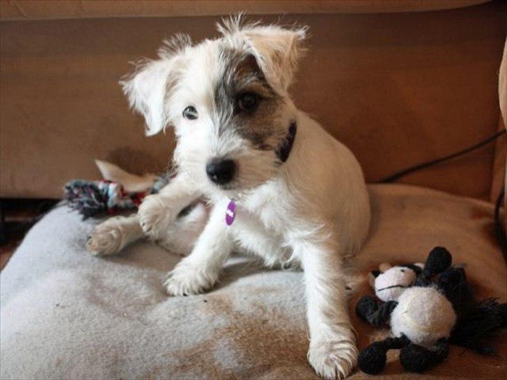 Jack russell terrier Kokos billede 1