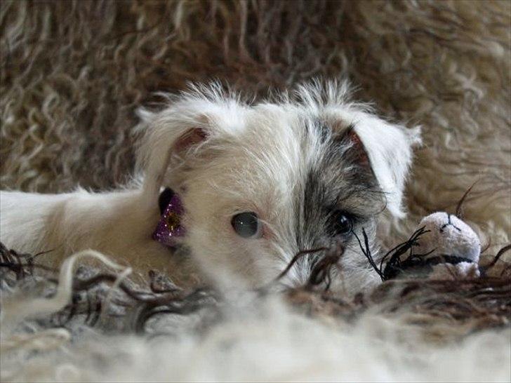 Jack russell terrier Kokos billede 12