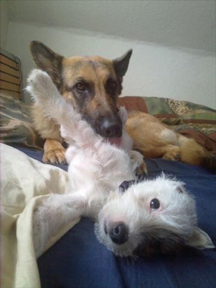 Jack russell terrier Kokos billede 13