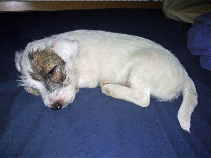 Jack russell terrier Kokos billede 14