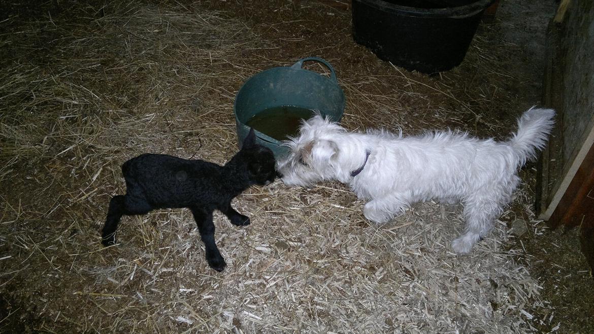 Jack russell terrier Kokos billede 15