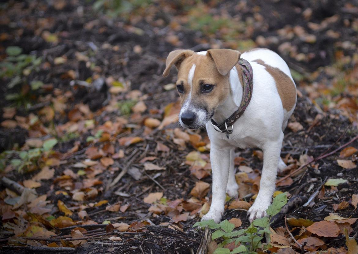 Blanding af racer Bianca - Bianca d. 27.10.11, i skoven billede 3