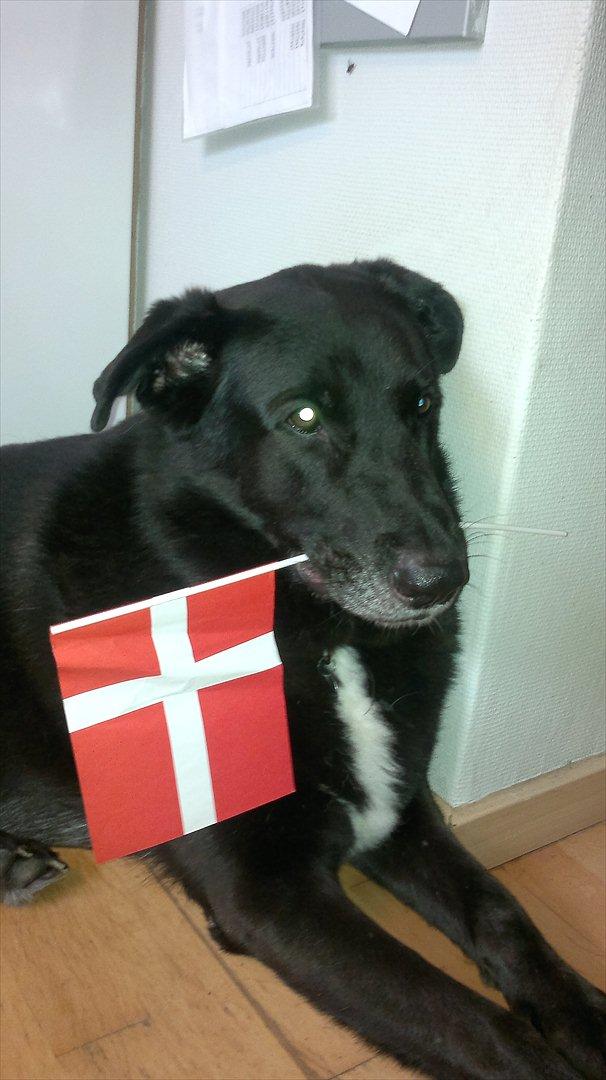 Blanding af racer Balto billede 14