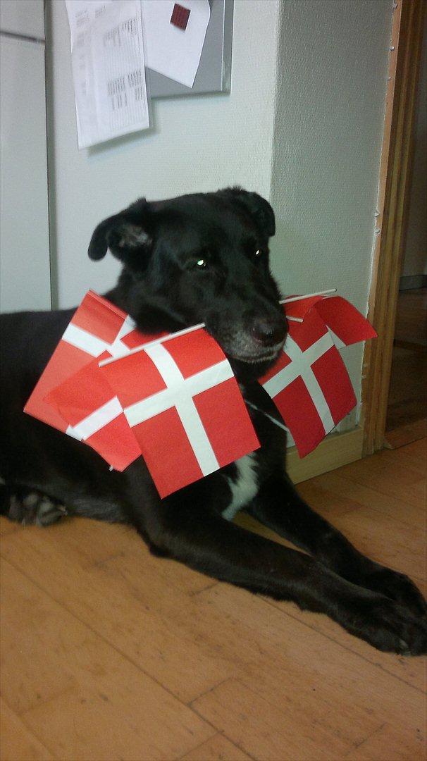 Blanding af racer Balto billede 13