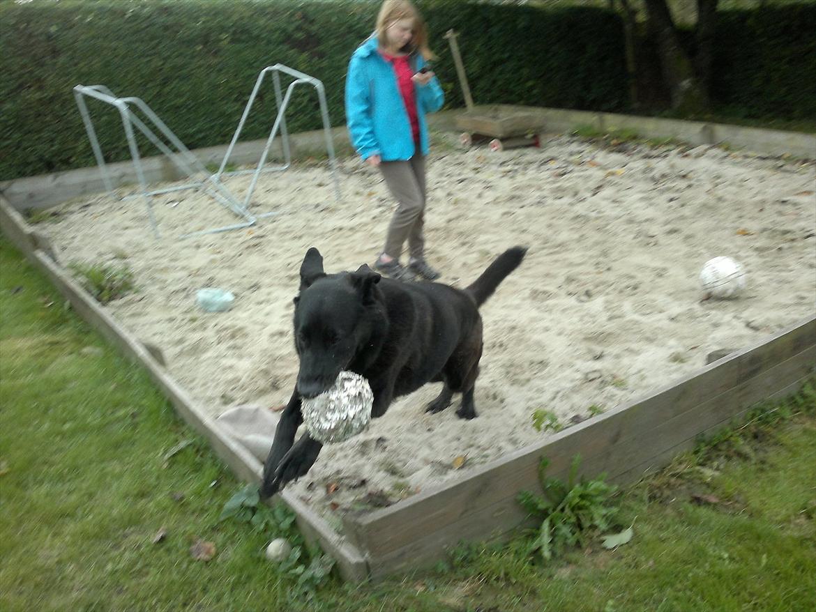 Blanding af racer Balto billede 16