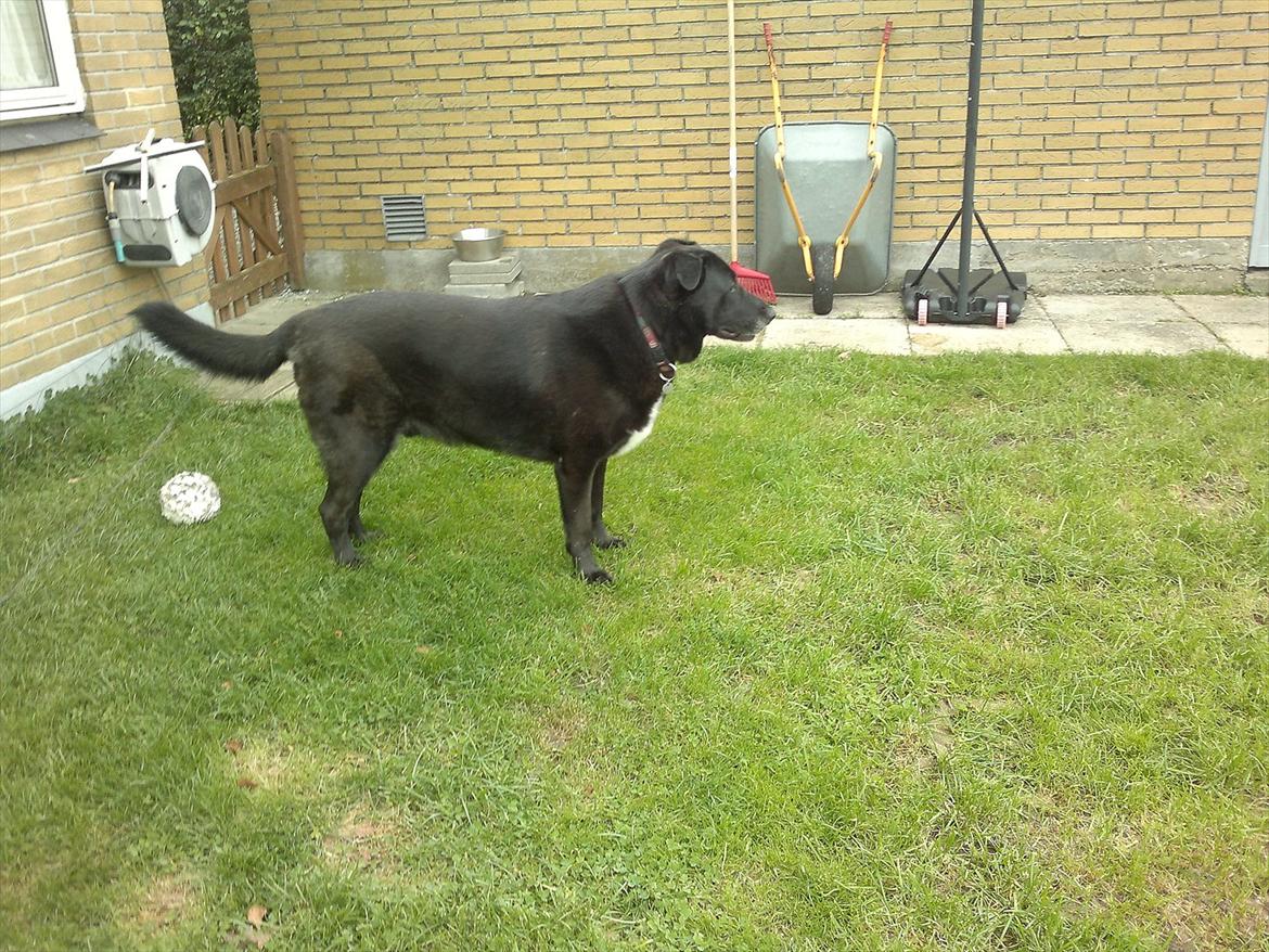 Blanding af racer Balto billede 17