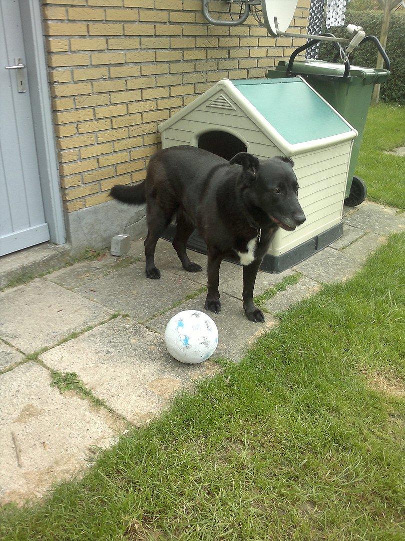 Blanding af racer Balto billede 18