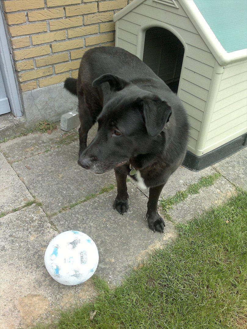 Blanding af racer Balto billede 19