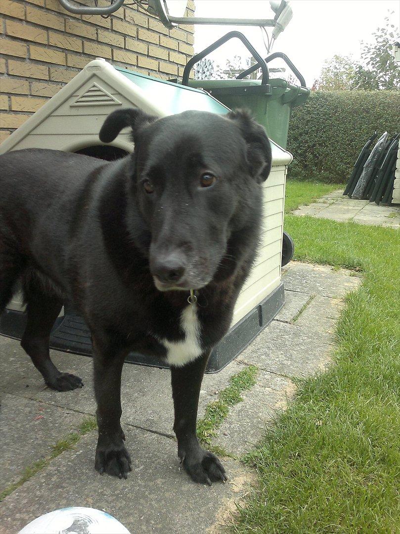 Blanding af racer Balto billede 15