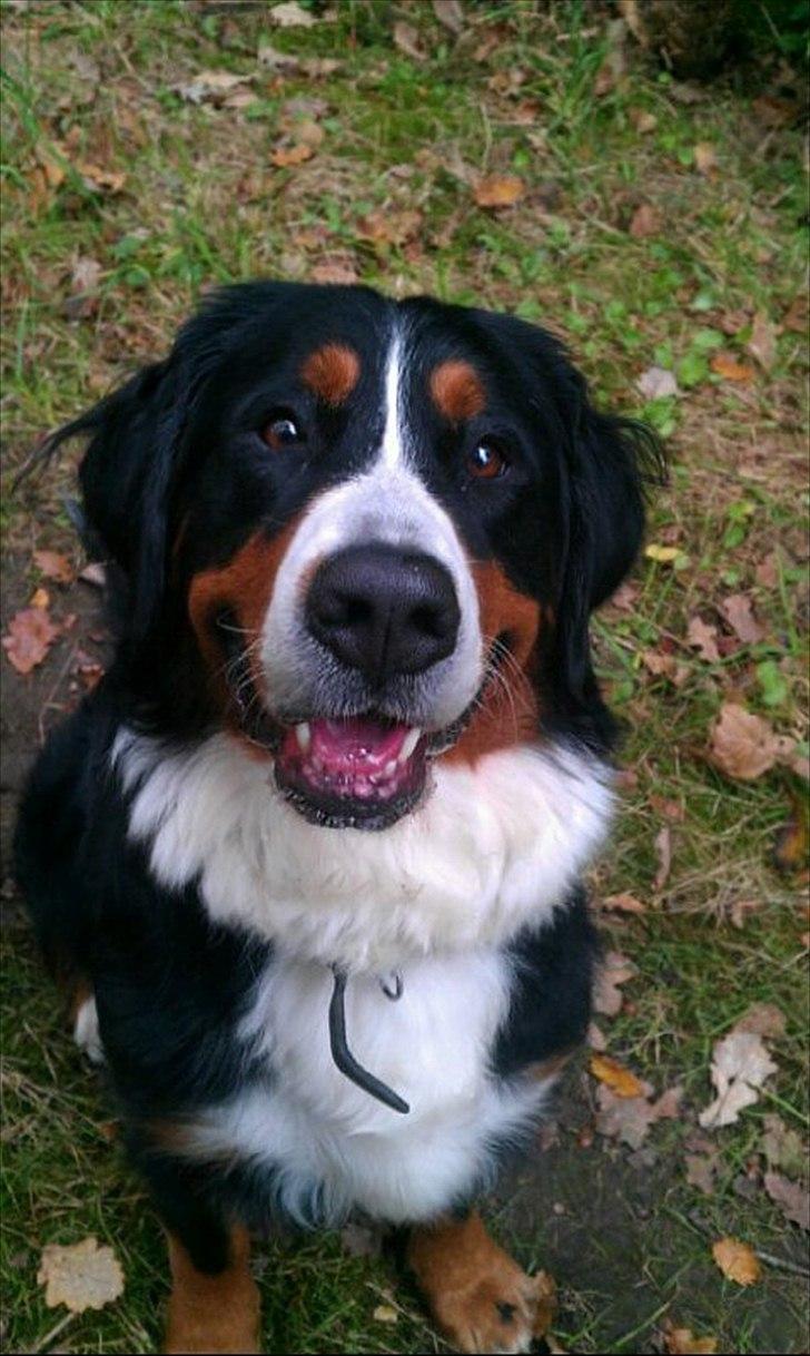 Berner sennenhund Bella billede 12