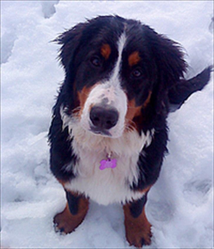 Berner sennenhund Bella - Bella som "hvalp" billede 17