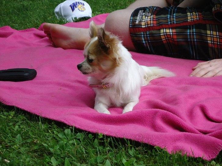 Chihuahua Misha billede 3