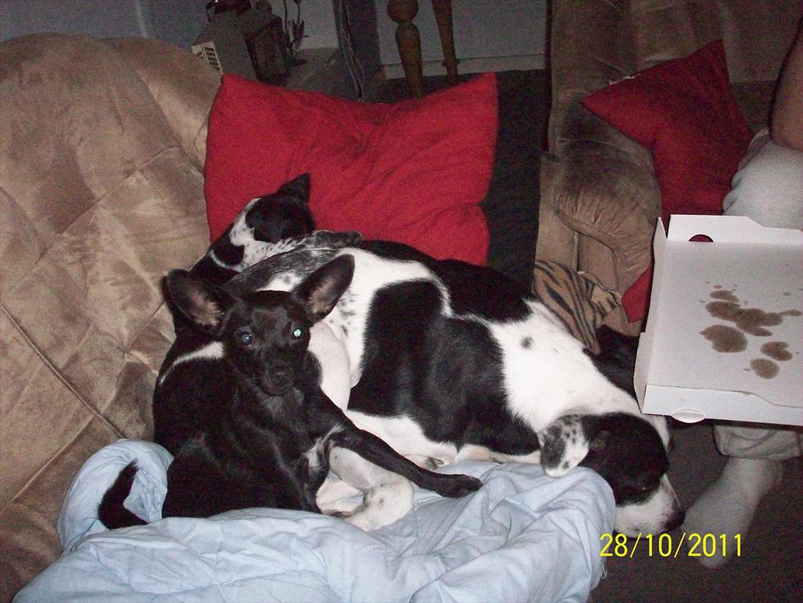 Blanding af racer Qiwi billede 19