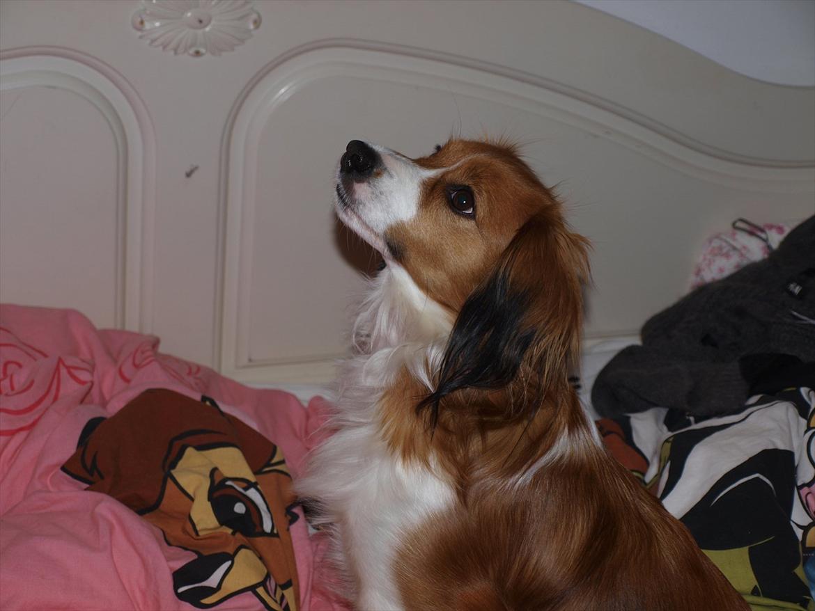 Kooikerhondje Vitovani's Carlita D'Belox | Cita | billede 20