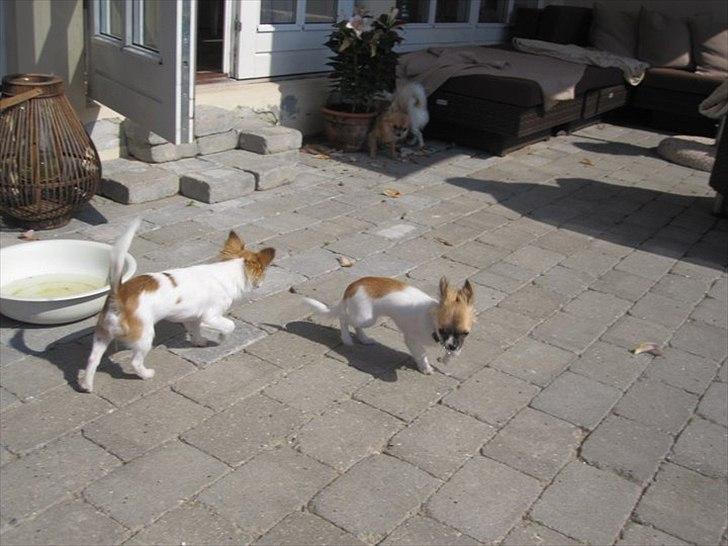 Chihuahua House Of Holtens Brise (Nellie) - - med søster :) billede 17