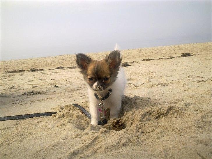 Chihuahua House Of Holtens Brise (Nellie) billede 18