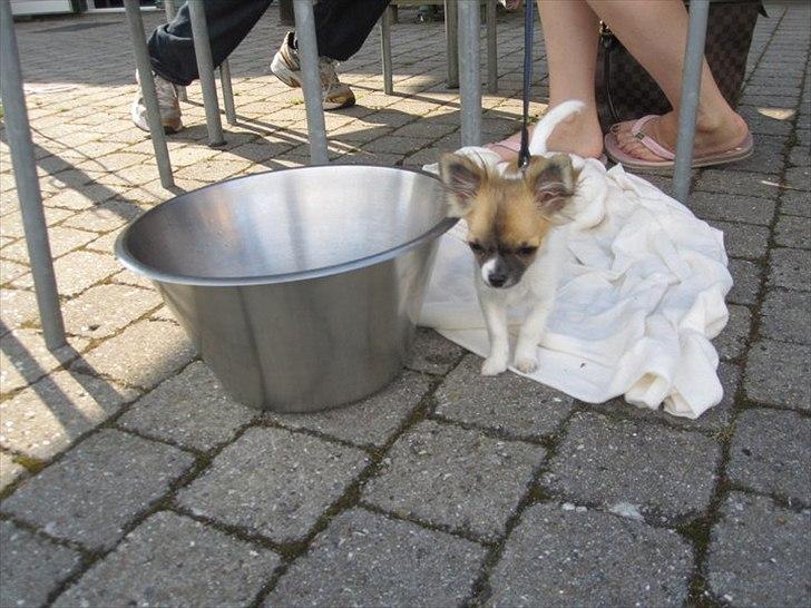Chihuahua House Of Holtens Brise (Nellie) - På vej hjem fra kennelen, var vi en tur nede for at spise frokost i den lokale golfklub. Tjeneren bragte vand til Nellie, men det må siges at være en lidt for stor skål ;) billede 19