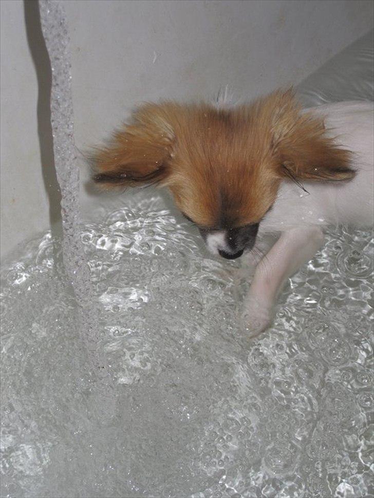 Chihuahua House Of Holtens Brise (Nellie) billede 20