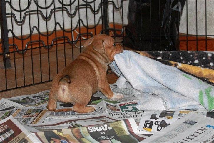 Staffordshire bull terrier Tovdals Tell Me More Milo - 28.Oktober 5uger. billede 9