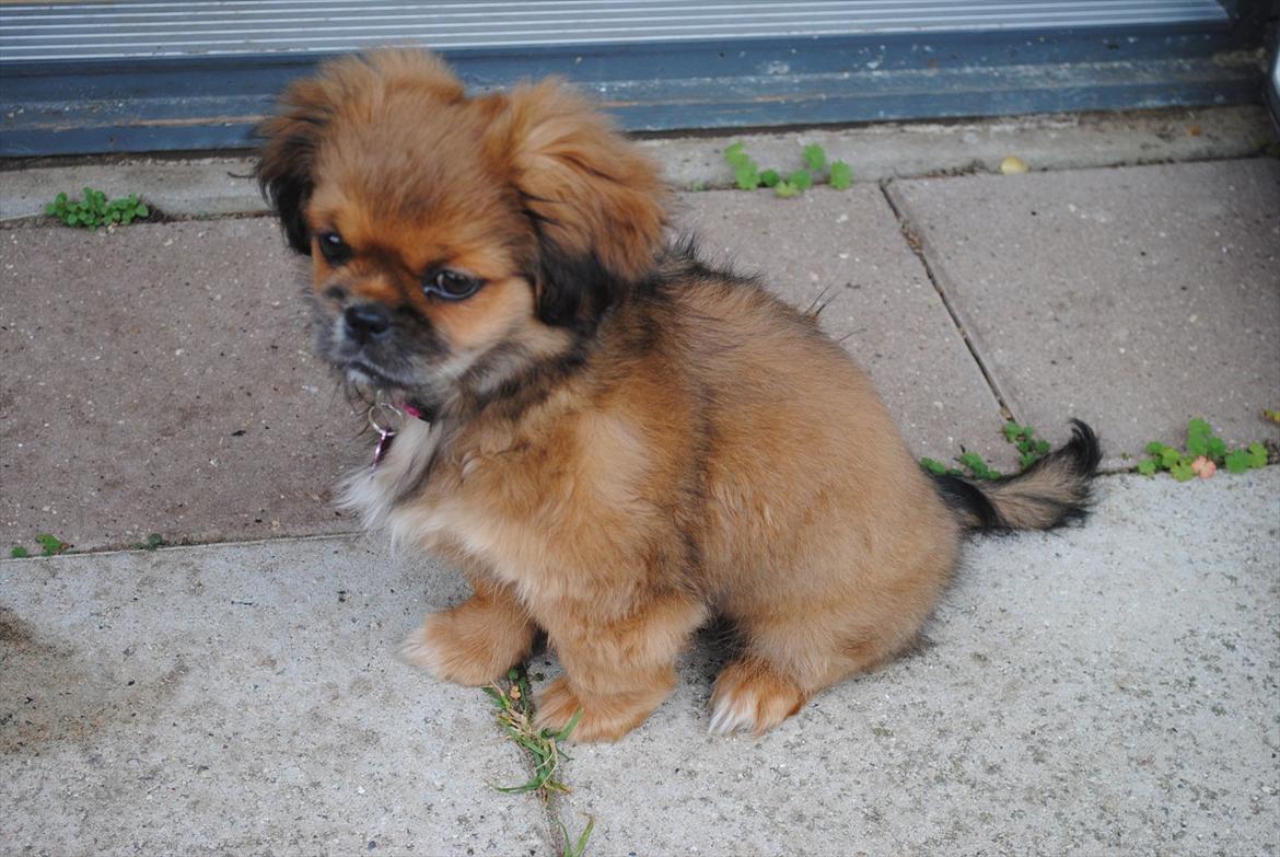 Blanding af racer Malou <3 - ... Og så sidder man jo så godt lige ude på den anden side af havedøren :P billede 10