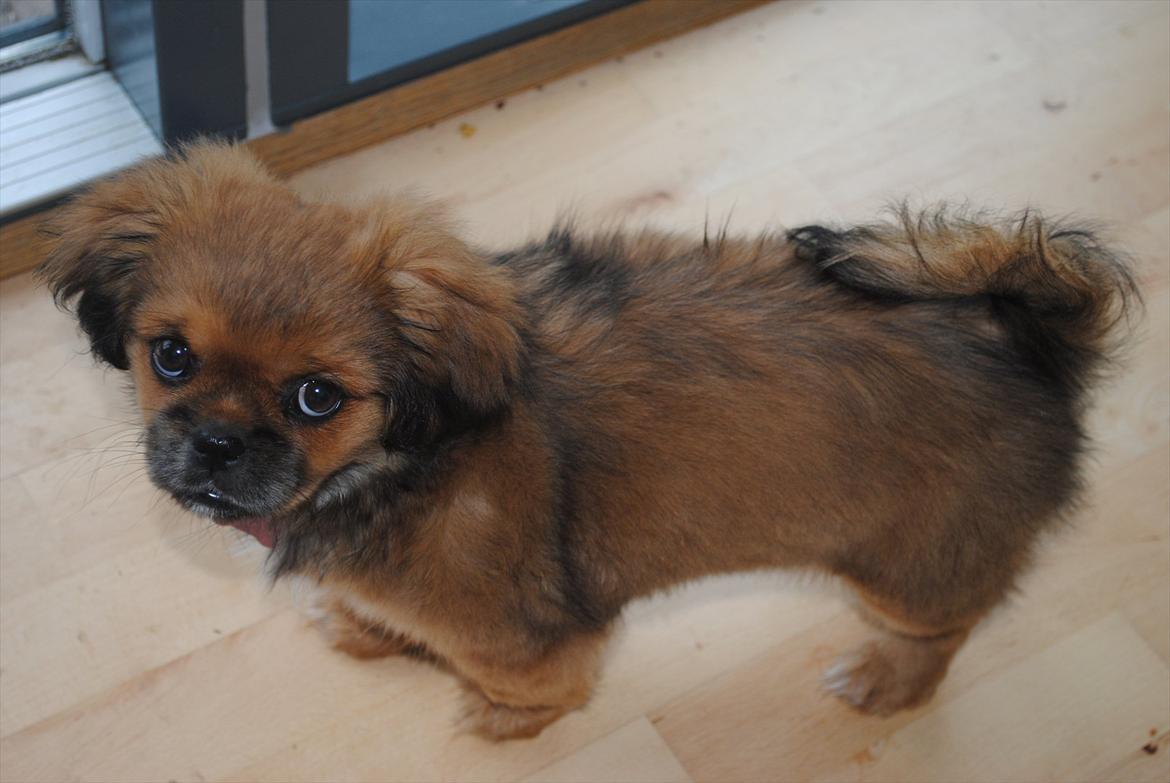 Blanding af racer Malou <3 - Malou på vej ud af havedøren - fortsættes ... billede 9