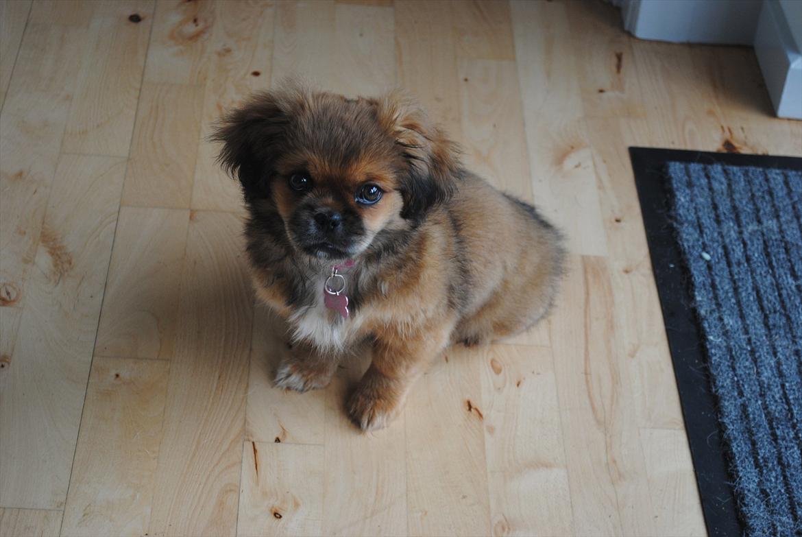 Blanding af racer Malou <3 - Malou som hvalp foran havedøren - fortsættes ... billede 8