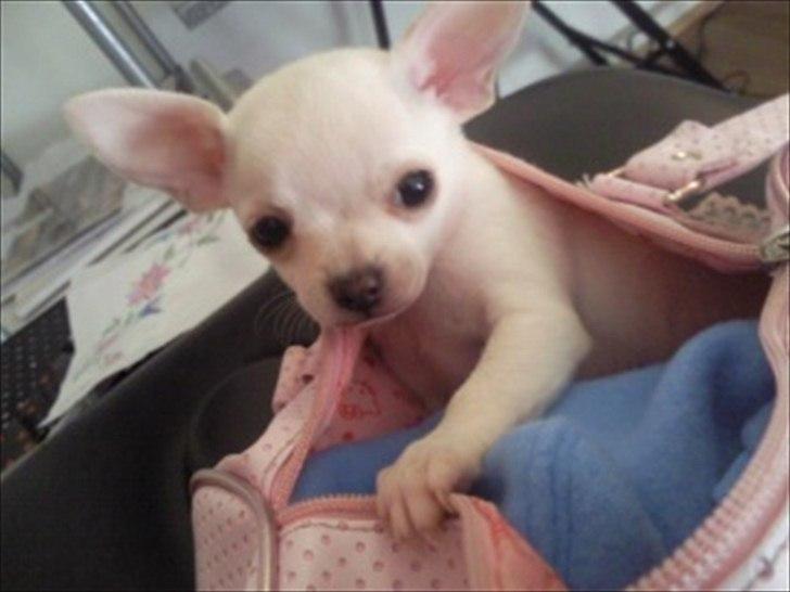 Chihuahua Kessler billede 1