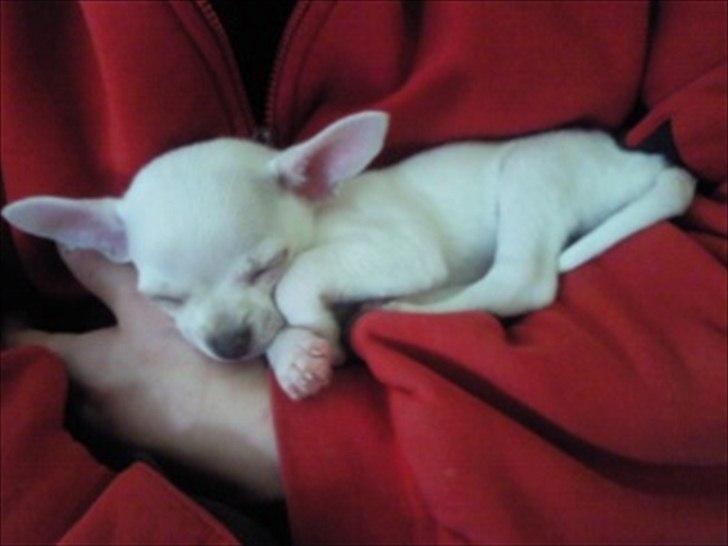 Chihuahua Kessler billede 3