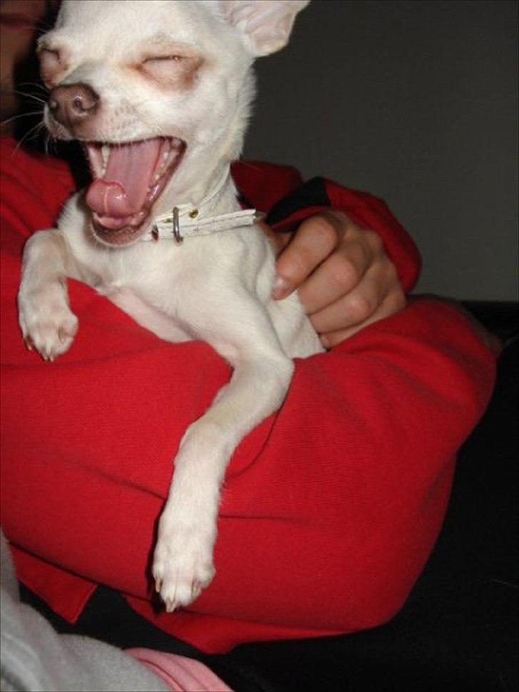 Chihuahua Kessler billede 5