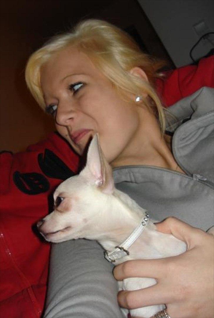 Chihuahua Kessler billede 6