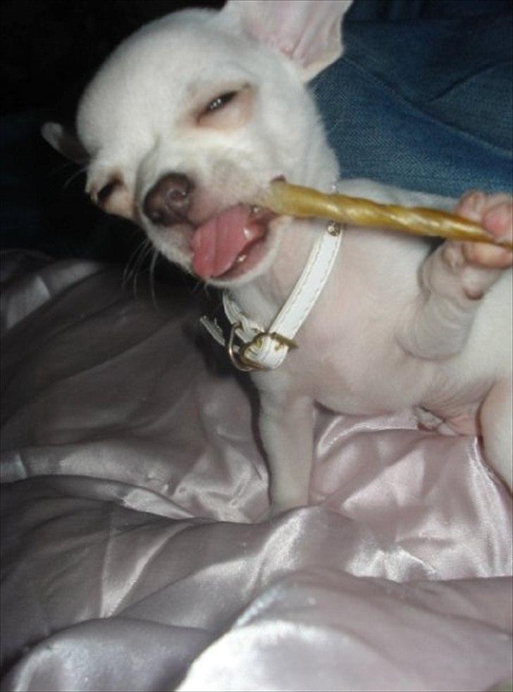 Chihuahua Kessler billede 7