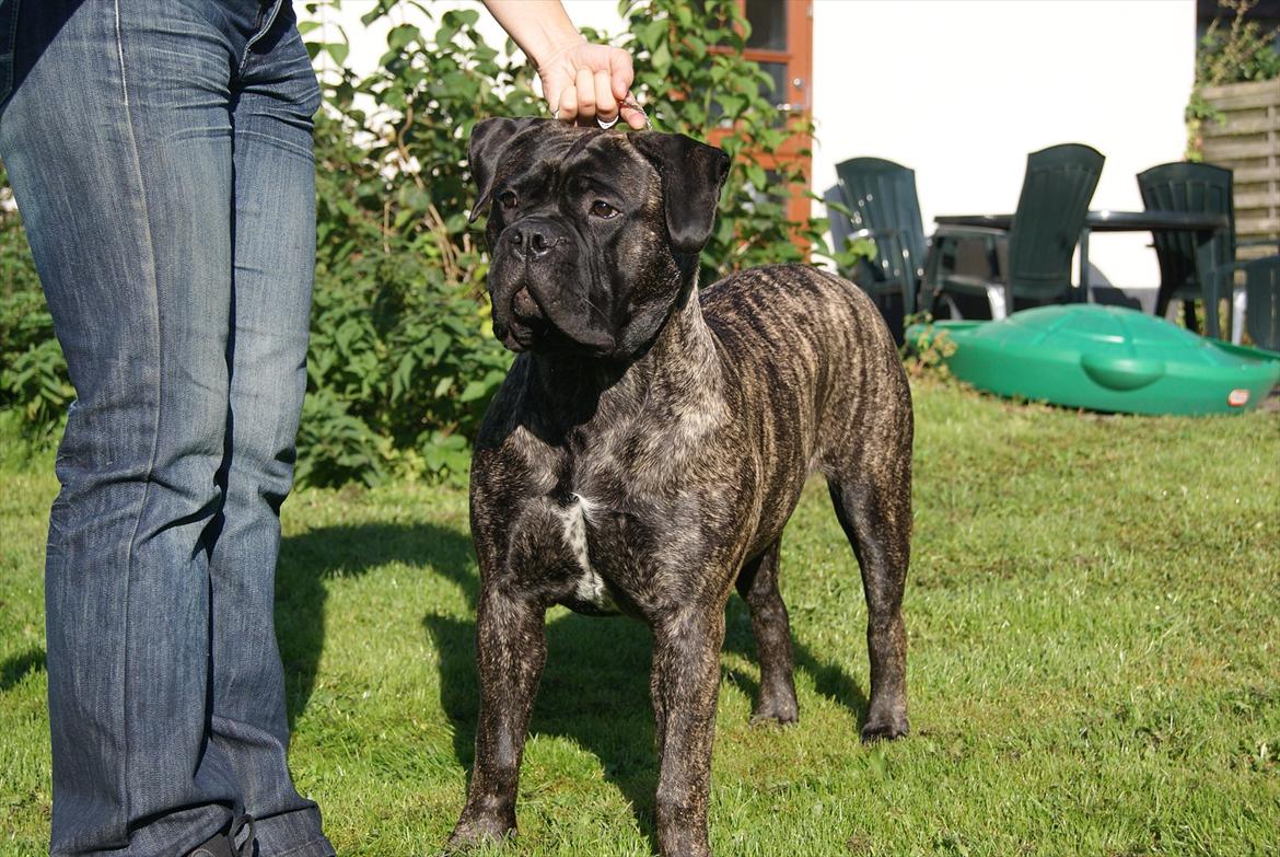 Bullmastiff Bullberry Imogen, aka Cookie. billede 1