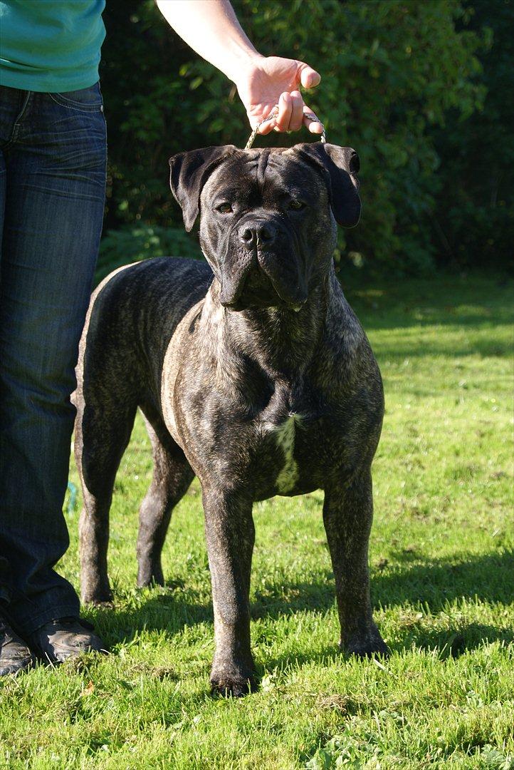 Bullmastiff Bullberry Imogen, aka Cookie. billede 2